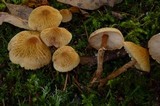 Cystoderma amianthinum image