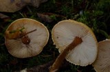 Cystoderma amianthinum image