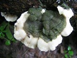 Cerrena unicolor image