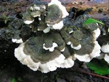 Cerrena unicolor image