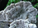 Cerrena unicolor image
