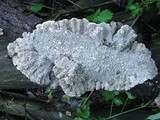 Cerrena unicolor image