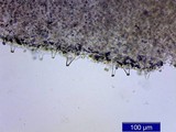 Inocybe mixtilis image