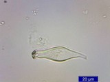 Inocybe mixtilis image