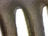 Inocybe mixtilis image
