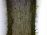 Inocybe mixtilis image