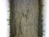 Inocybe mixtilis image