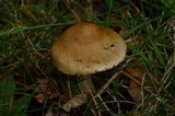Inocybe mixtilis image
