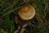 Inocybe mixtilis image