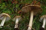 Inocybe mixtilis image