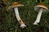 Inocybe mixtilis image