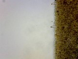Inocybe mixtilis image