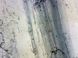 Inocybe mixtilis image