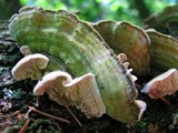 Cerrena unicolor image