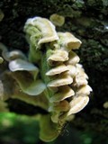 Cerrena unicolor image