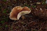 Cystodermella cinnabarina image