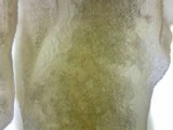 Cystodermella cinnabarina image