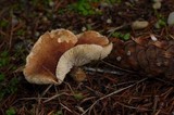 Cystodermella cinnabarina image