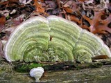 Cerrena unicolor image