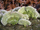 Cerrena unicolor image