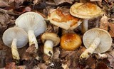 Hygrophorus subsalmonius image