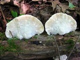 Postia tephroleuca image
