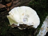 Postia tephroleuca image