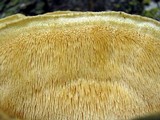 Climacodon septentrionalis image