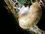 Hygrophorus hypothejus image
