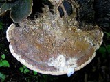 Daedalea quercina image