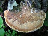 Daedalea quercina image
