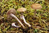 Inocybe griseolilacina image