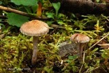 Inocybe griseolilacina image
