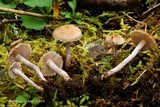 Inocybe griseolilacina image