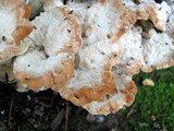 Fomitopsis spraguei image