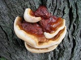 Ganoderma sessile image
