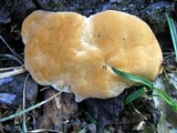 Ganoderma sessile image