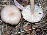 Clitocybe fragrans image