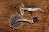 Psathyrella longistriata image