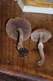 Psathyrella longistriata image