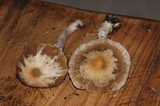 Psathyrella longistriata image