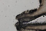 Psathyrella longistriata image