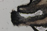 Psathyrella longistriata image