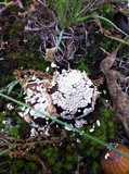 Lycoperdon marginatum image