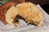 Trametes suaveolens image