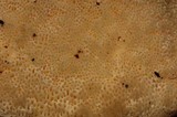 Trametes suaveolens image