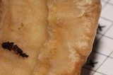 Trametes suaveolens image