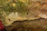 Trametes suaveolens image