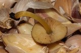 Pluteus romellii image