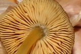 Pluteus romellii image